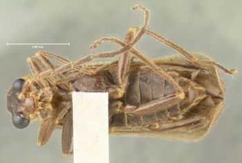 Media type: image;   Entomology 24178 Aspect: habitus ventral view